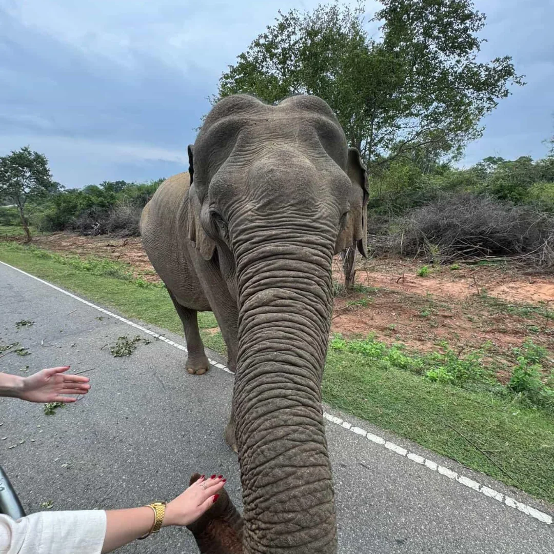 Elephant Watching at Yala